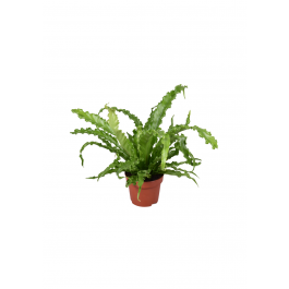 Nestvaren Asplenium Osaka Cm