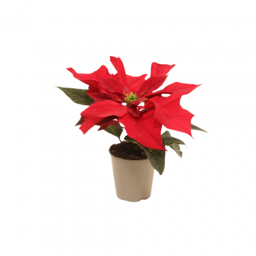 Kerstster mini Euphorbia Pulcherrima rood