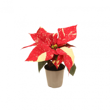 Kerstster mini Euphorbia Pulcherrima glitter