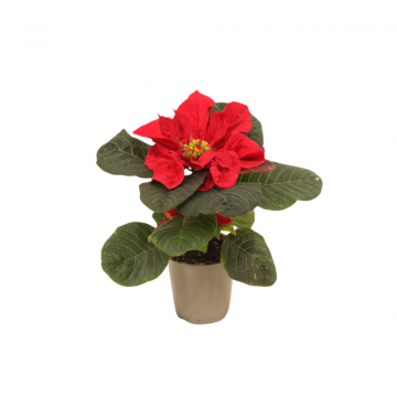 Kerstster mini Euphorbia Pulcherrima Christmas Mouse