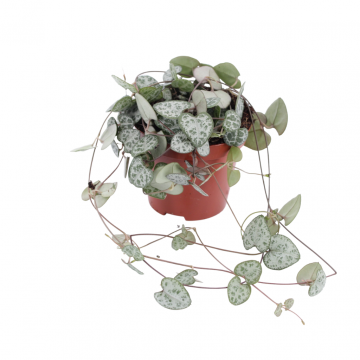 Lantaarnplantje (Ceropegia Woodii) 15 cm