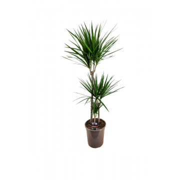 Drakenbloedboom (Dracaena Marginata) 120 cm