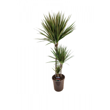 Drakenbloedboom (Dracaena Marginata Bicolor) 120 cm