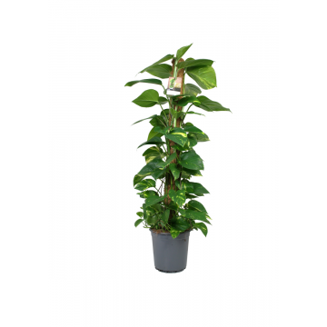 Drakenklimop (Epipremnum Aureum) 120 cm