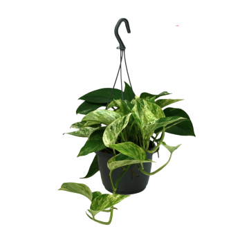 Drakenklimop (Epipremnum Marble Queen) 40 cm