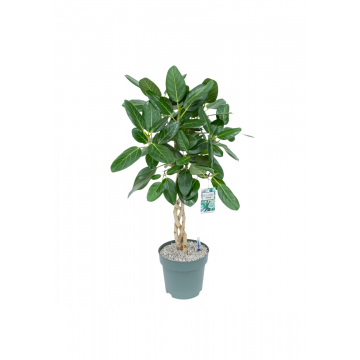 Rubberboom (Ficus Altissima) 100 cm