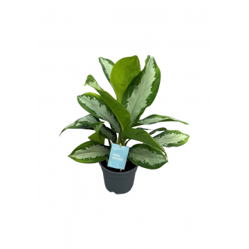 Chinese Evergreen (Aglaonema) 45 cm