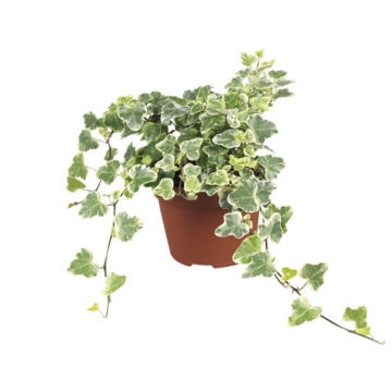 Klimop (Hedera He White Wonder) 15 cm