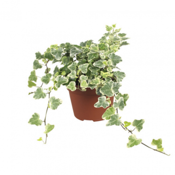 Klimop (Hedera He White Wonder) 30 cm