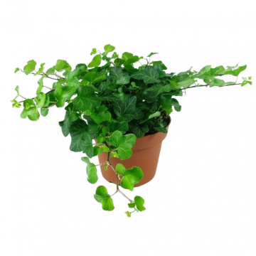 Klimop (Hedera He Wonder) 15 cm