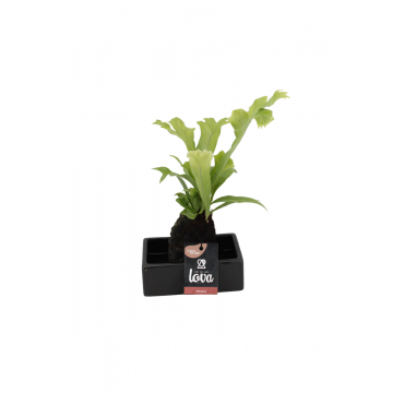 Lova Microsorum Green Flame 40 cm