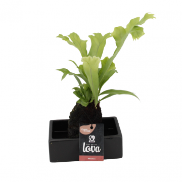 Lova Microsorum Green Flame (Lova Microsorum Green Flame) 40 cm