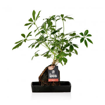 Vingerboom (Lova Schefflera) 40 cm