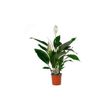 Lepelplant (Spathiphyllum Bingo Cupido)