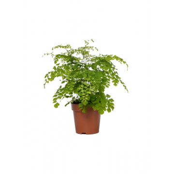 Venushaar varen (Adiantum Rad Fragrans) 30 cm