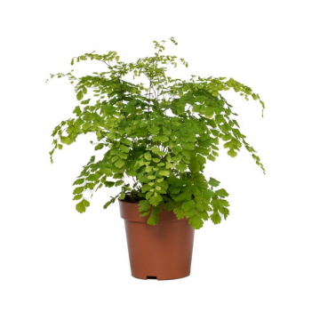 Venushaar varen (Adiantum Rad Fragrans) 30 cm