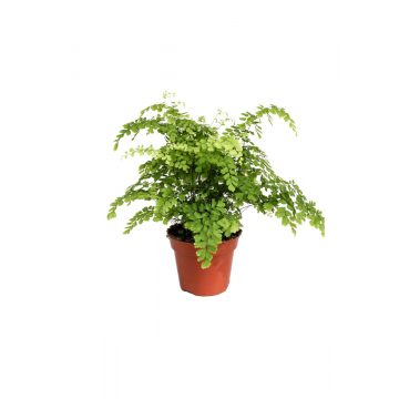 Venushaar varen (Adiantum Rad Fragrans) 40 cm