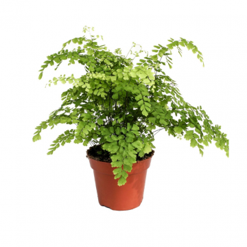 Venushaar varen (Adiantum Rad Fragrans) 40 cm