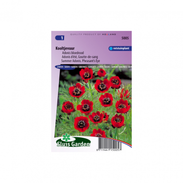 Adonis aestivalis Deep Red