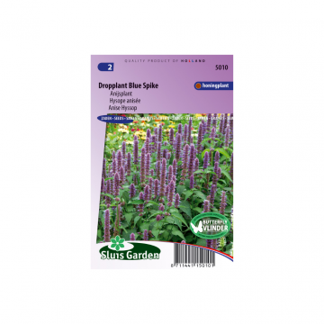 Agastache foeniculum Blue Spike