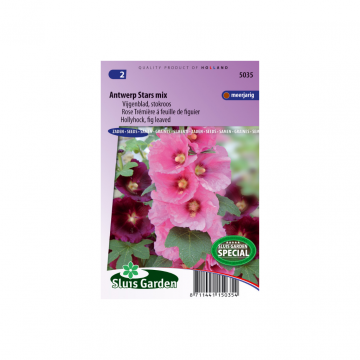 Alcea ficifolia Antwerp Stars single