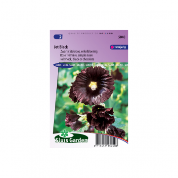 Alcea rosea Nigra Jet Black