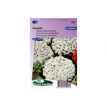 Alyssum maritimum Snowcloth