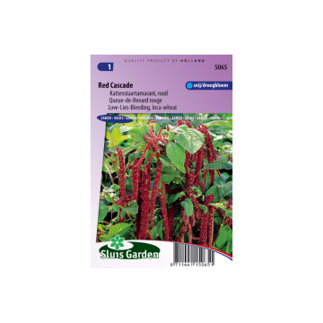 Amaranthus caudatus rood