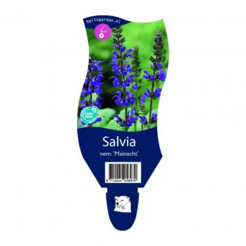 Salie (Salvia nem. 'Mainacht')