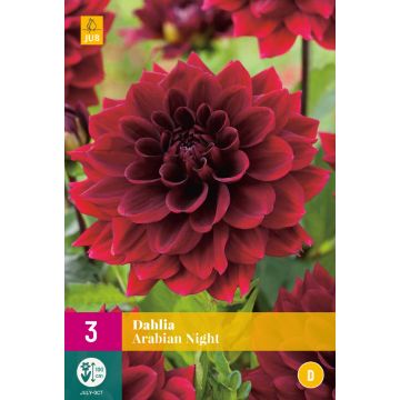 Dahlia Arabian Night