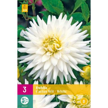 Dahlia Cactus Wit