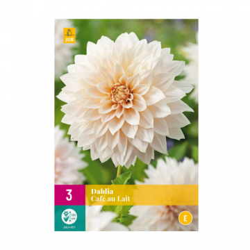 Dahlia café au lait 3 bollen