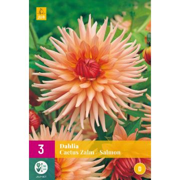 Dahlia Cactus Zalm