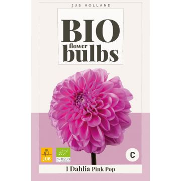 Bio Dahlia Pink Pop