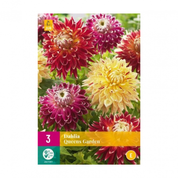 Dahlia queens garden 3 bollen