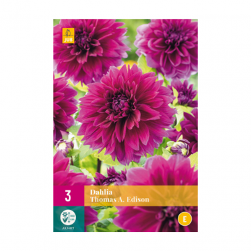 Dahlia thomas a. edison 3 bollen