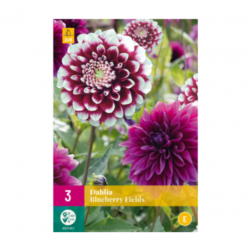 Dahlia blueberry fields 3 bollen