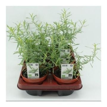 Dragon (Artemisia Dracunculus) BIO