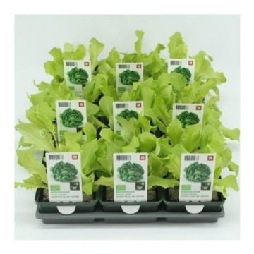 Glassla Groen (Lactuca sativa) BIO