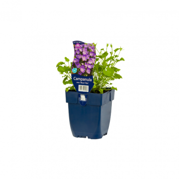 Karpatenklokje (Campanula carp. 'Blaue Clips')