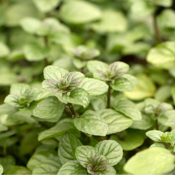 Sinaasappelmunt (Mentha pip. 'Orange')