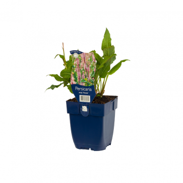 Duizendknoop (Persicaria ampl. 'Rosea')