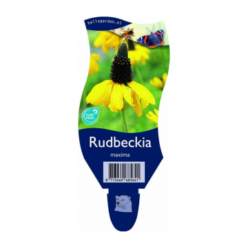 Zonnehoed (Rudbeckia maxima)