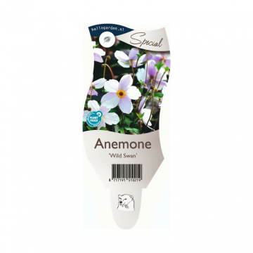 Anemoon (Anemone 'Wild Swan')