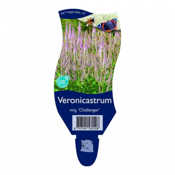 Virginische Ereprijs (Veronicastrum virg. 'Challenger')