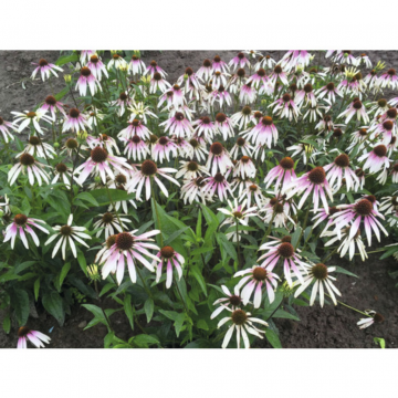 Zonnehoed (Echinacea 'Pretty Parasols')