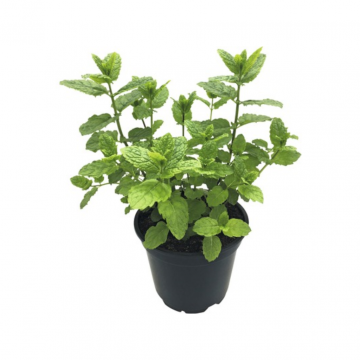 Pepermunt (Mentha pip. 'Black Mitcham')