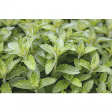 Appel - Citroenmunt (Mentha spic. 'Hillary's Sweet Lemon')