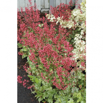 Purperklokje (Heuchera 'Paris')