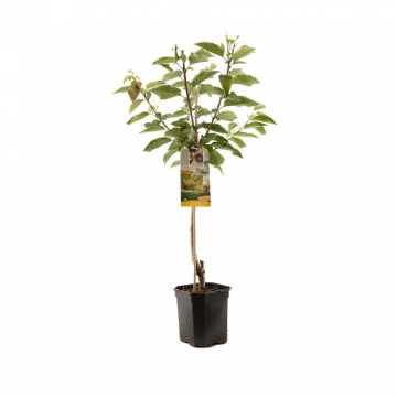 Zoete gele kers (Prunus avium Donissens Gold laagst)